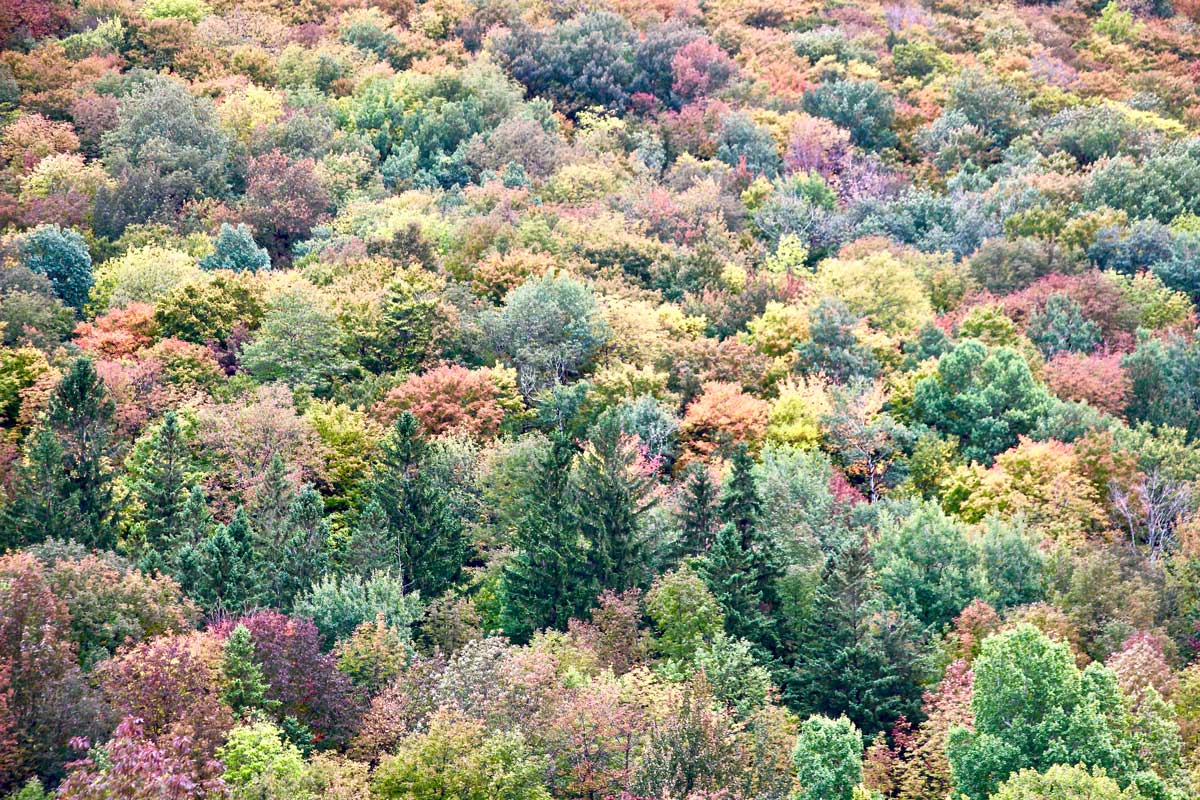 couleurs automne parc sutton