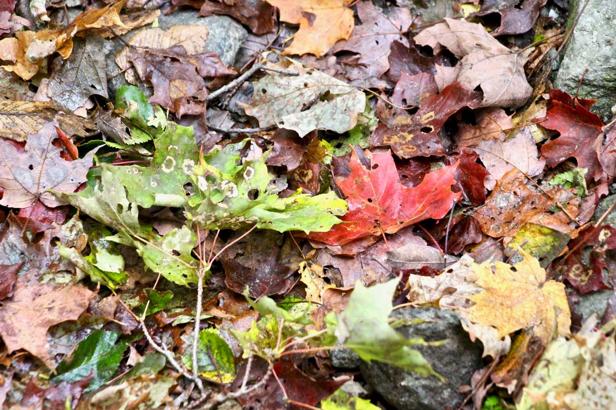 couleurs automne parc sutton