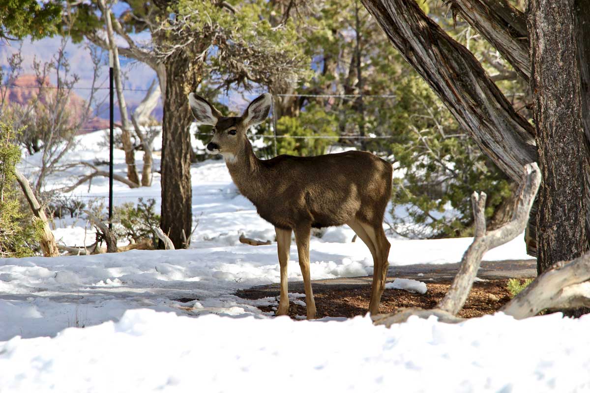 animal sauvage hiver