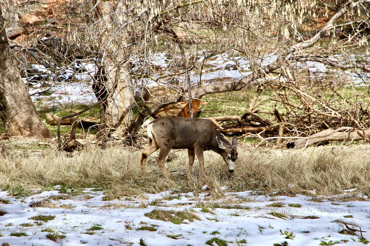 biche zion usa