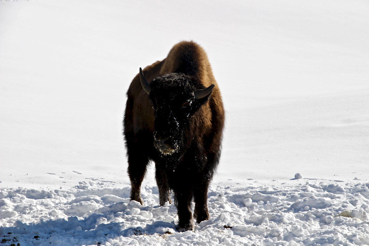 bison kanatha aki quebec