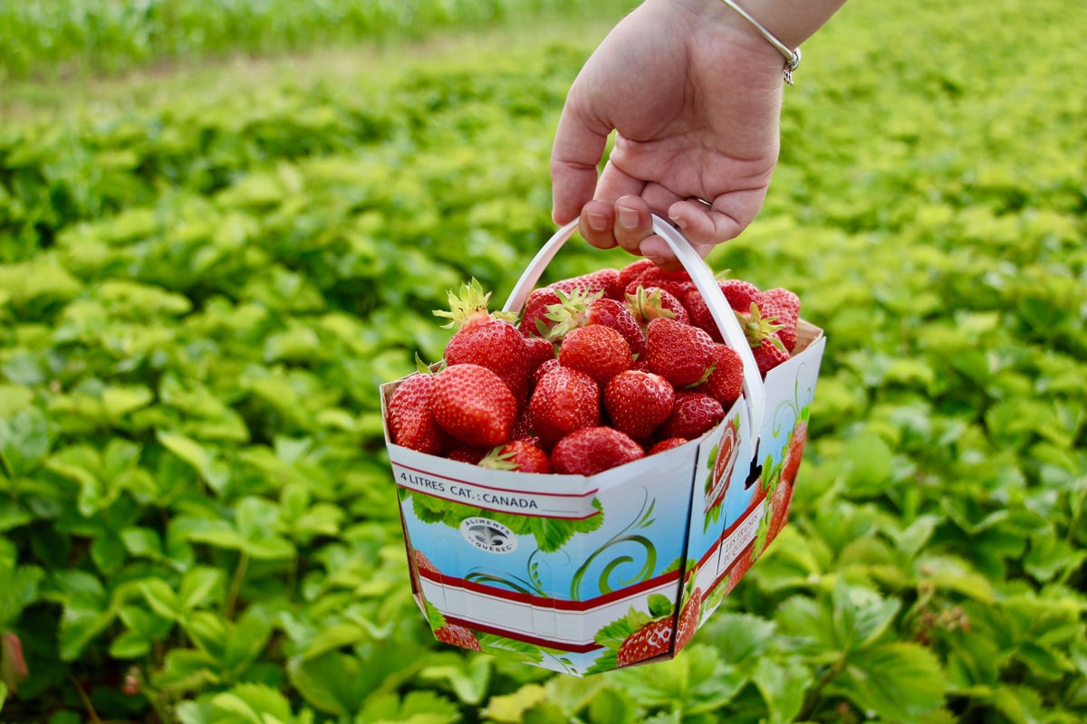 auto-cueillette fraises ile d'orleans