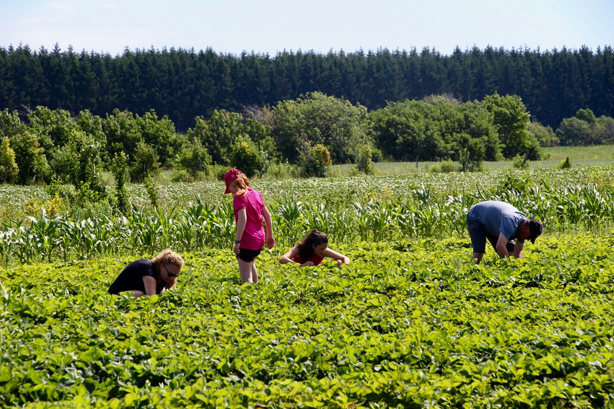 auto-cueillette fraises ile d'orleans