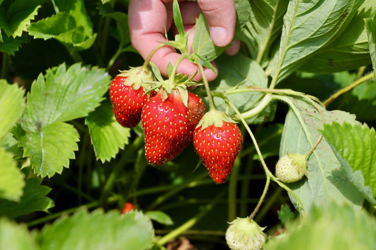 fraises ile d'orleans