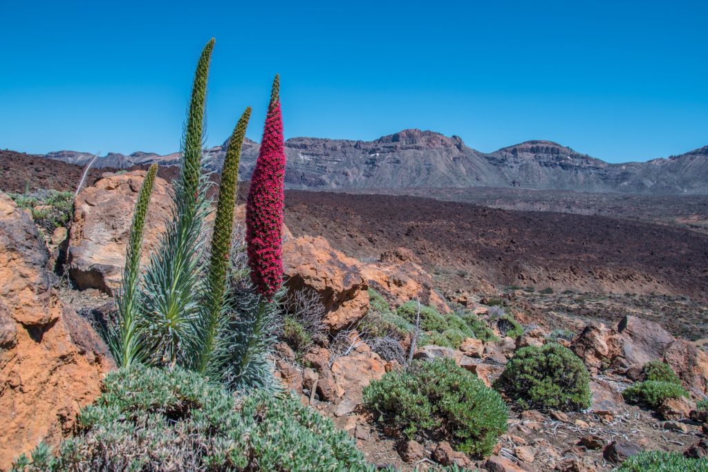 Paysage Teide Tenerife