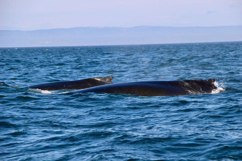 Baleines depuis le zodiac les Escoumins