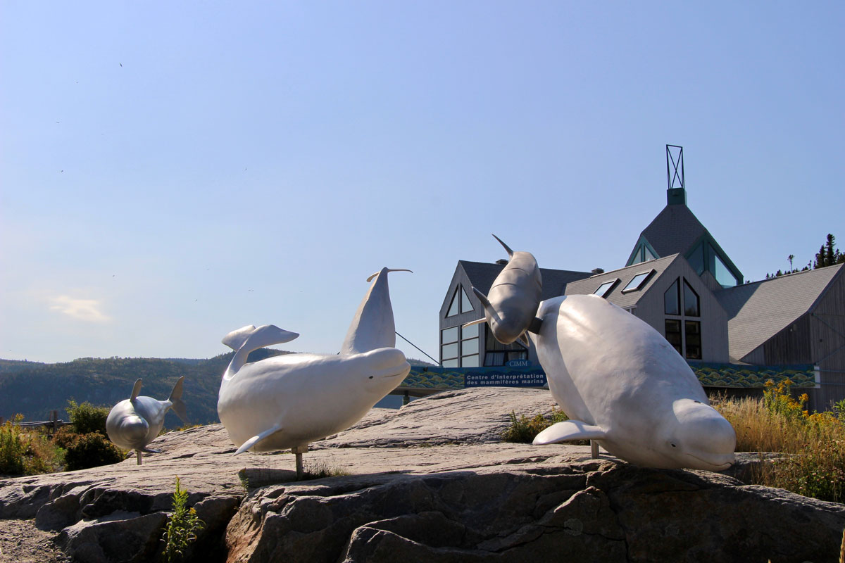 Belugas Tadoussac