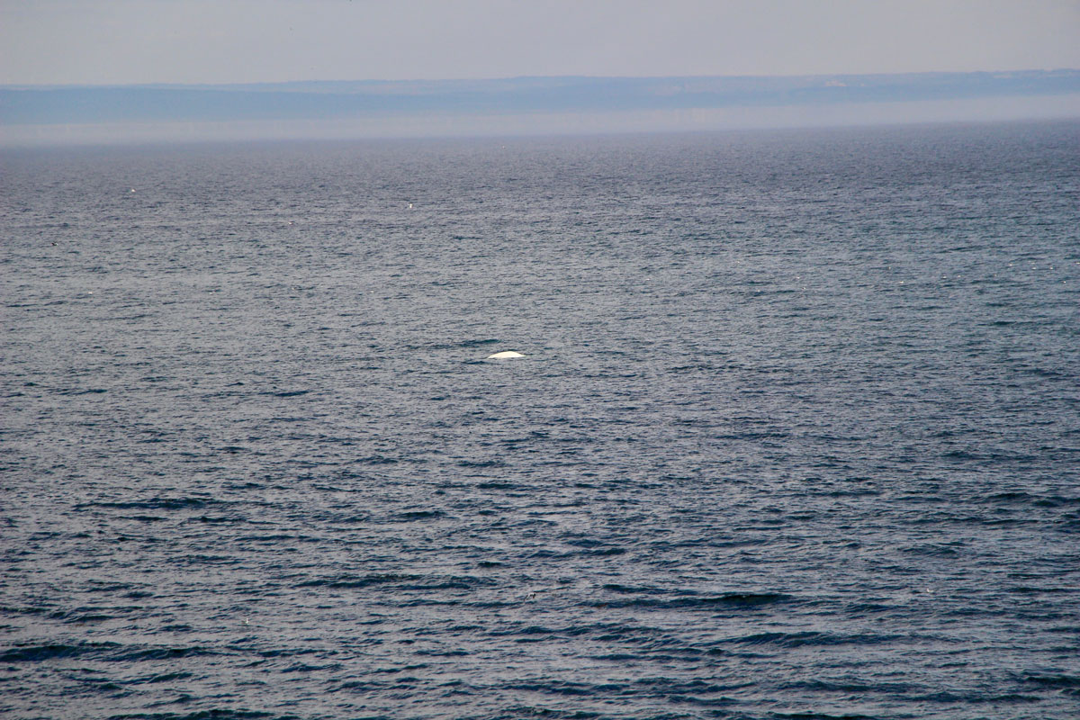 Belugas blanc baie des Escoumins