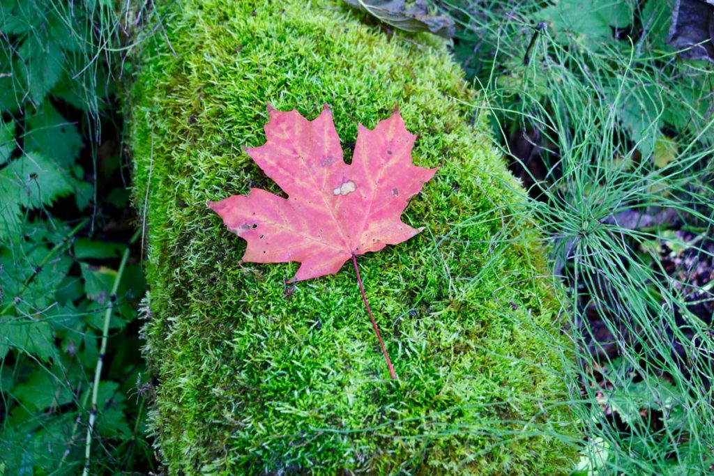 Couleur autonme quebec canada