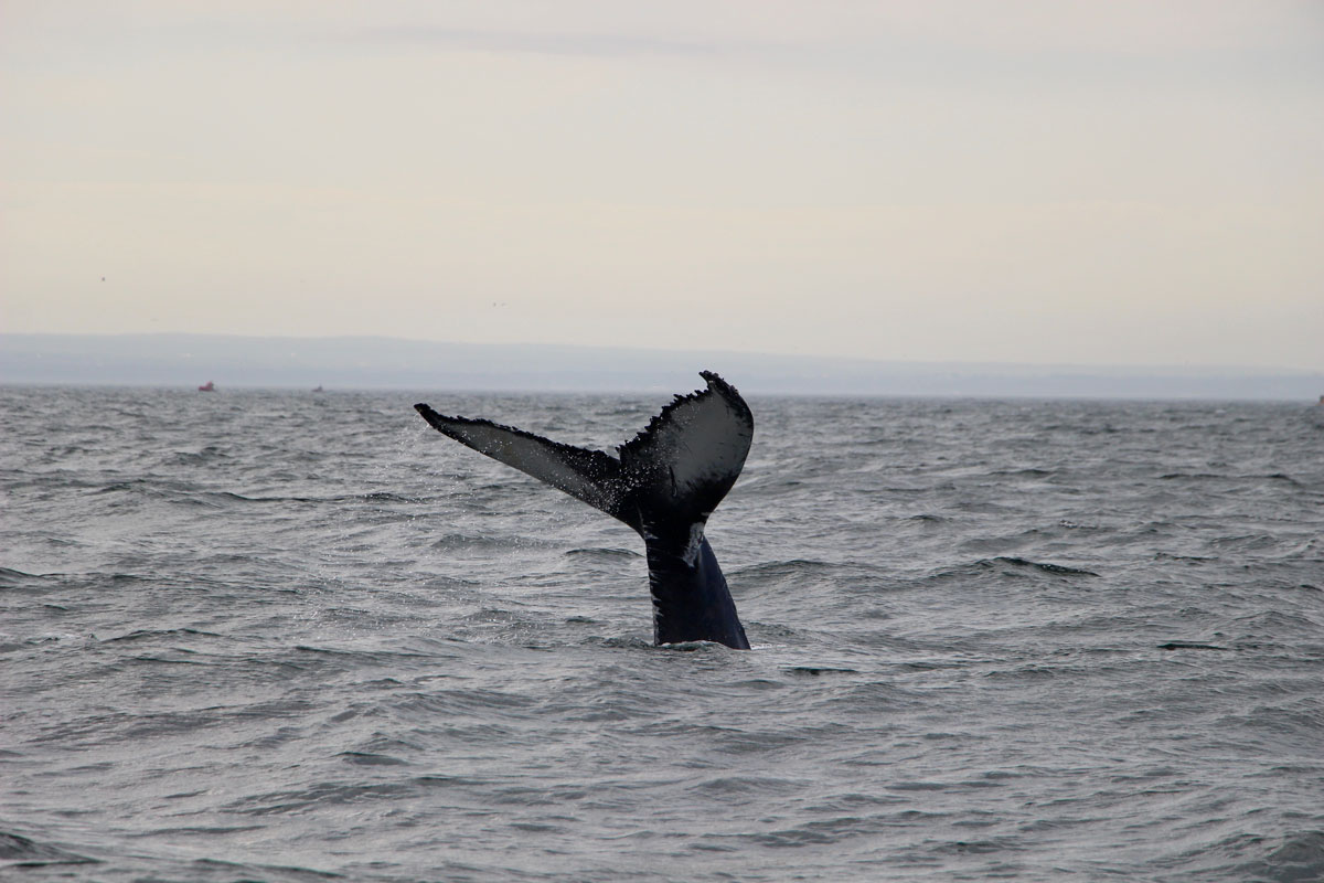 Queue de baleines Escoumins