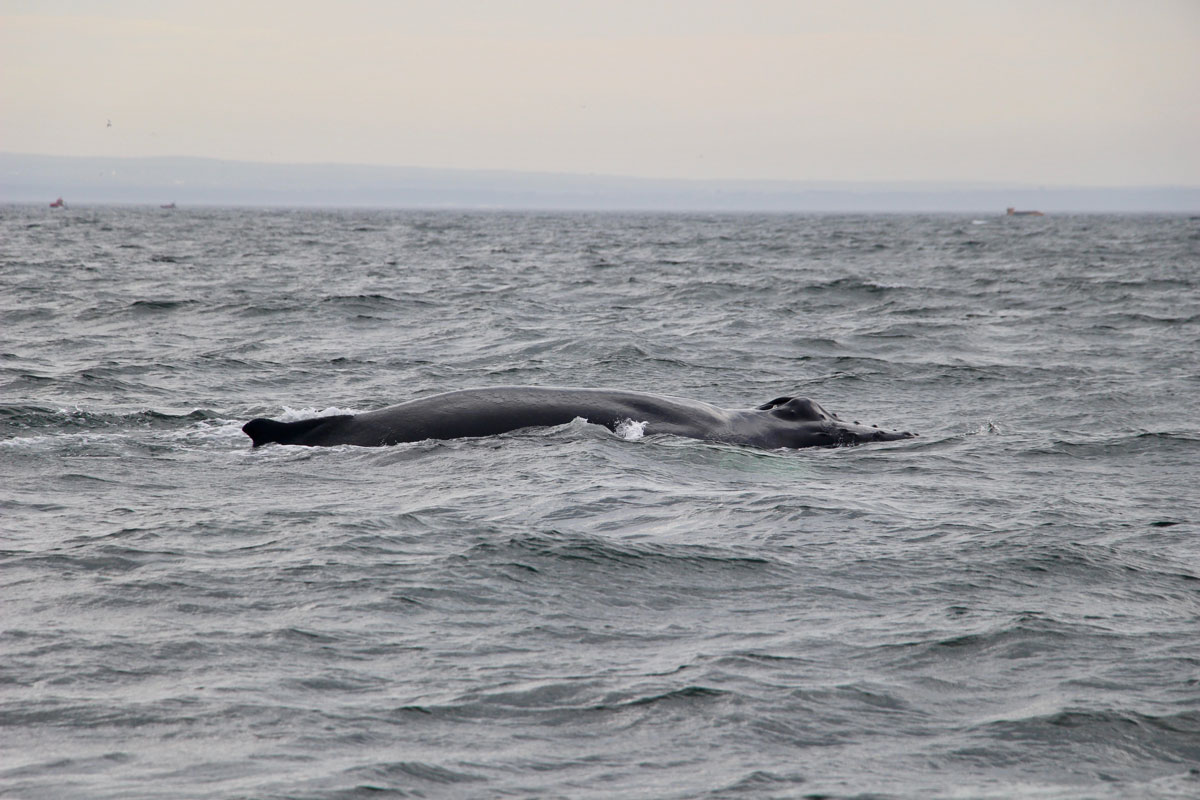 Sortie bateau pour voir des baleines Les Escoumins