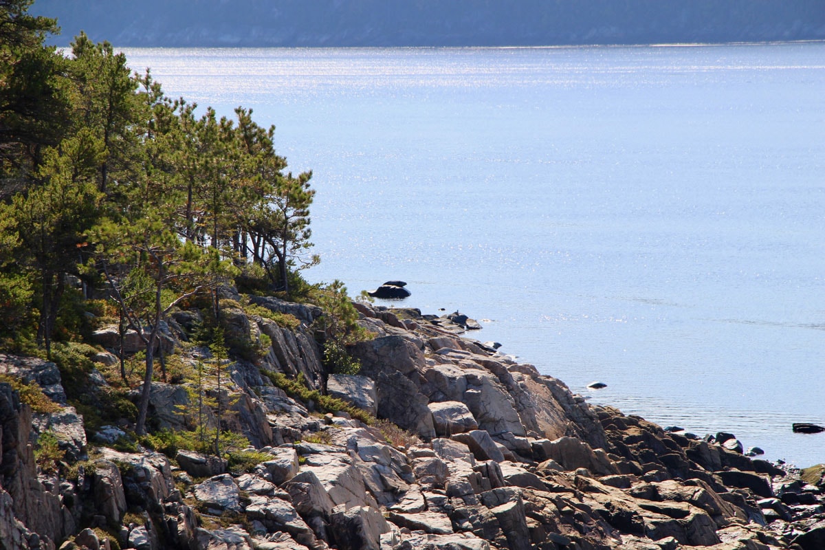 phoque Fjord-du-Saguenay Canada