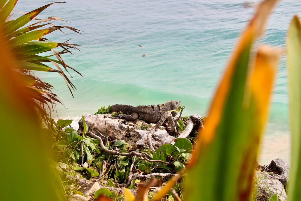 Iguane Ruines Tulum Yucatan