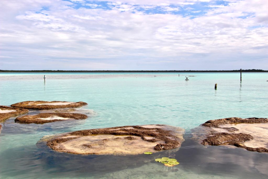 Stromatolites Bacalar