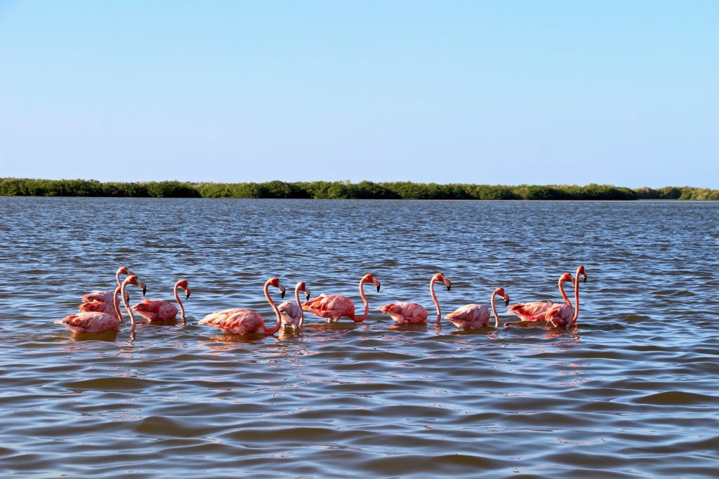 Flamants Roses Rio Lagartos Yucatan