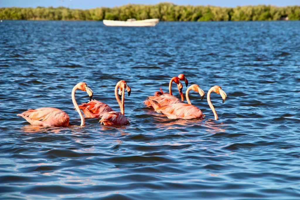 Flamants Roses Rio Lagartos Yucatan