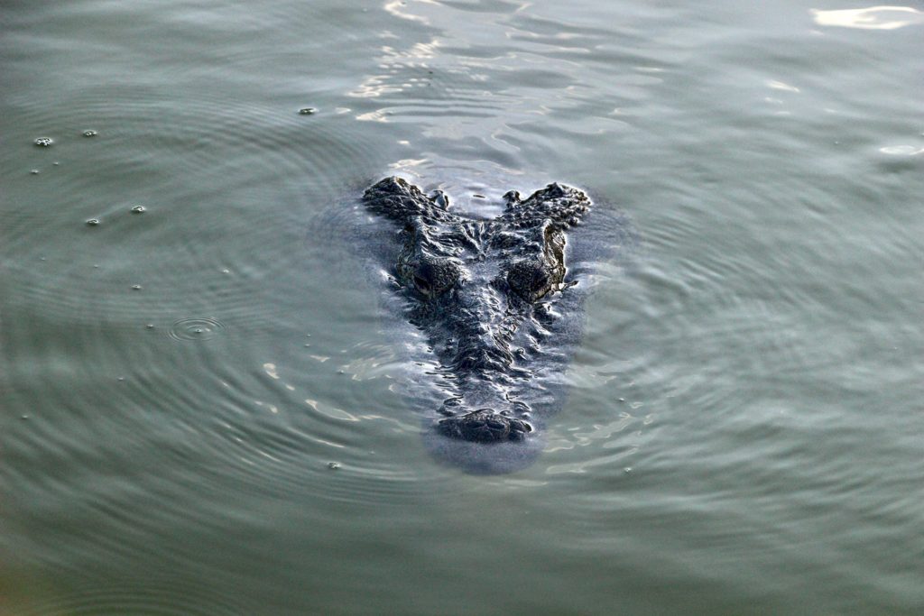 Crocodile Rio Lagartos