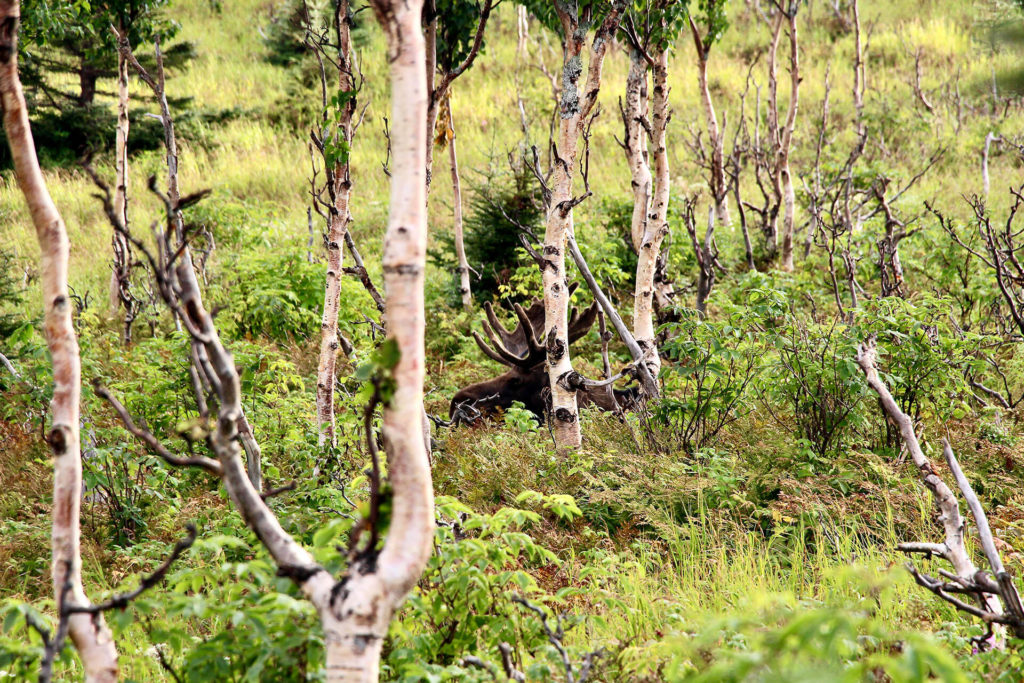 orignal mont ernest laforce parc gaspesie