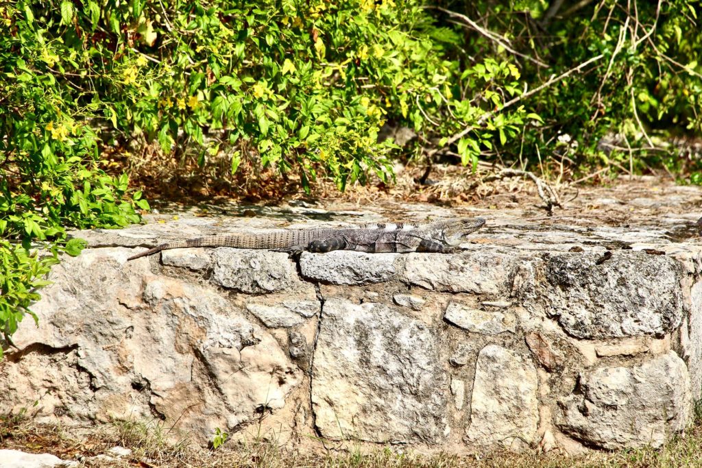 Iguane ruines Mayapan Merida Yucatan