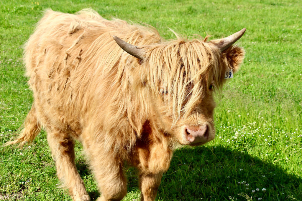 vache baie-saint-paul