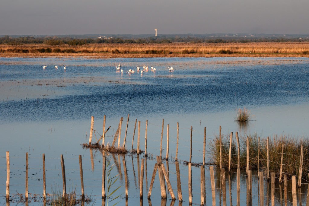 Camargue en été - marais salants