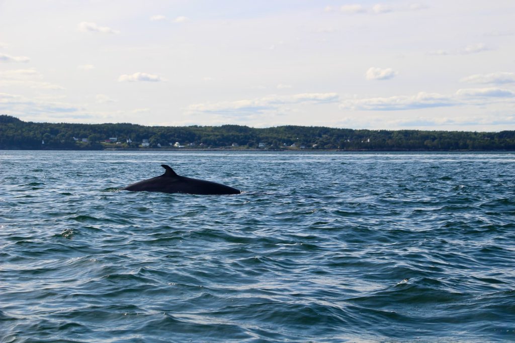 Baleine Saint Andrews Nouveau Brunswick