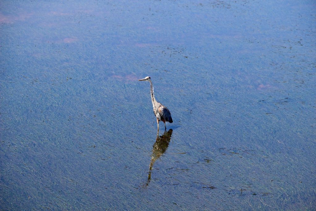 Heron Miscou Lameque Nouveau-Brunswick