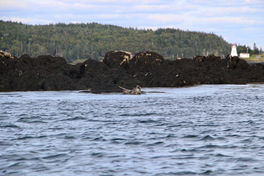 Phoques Saint Andrews Nouveau Brunswick