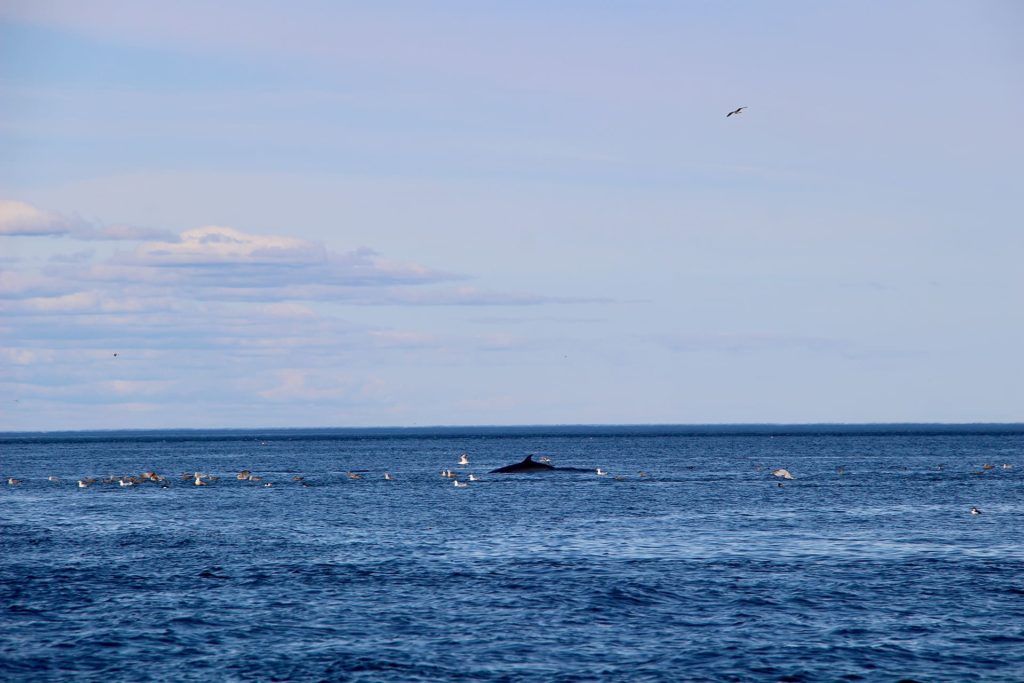 Saint Andrews Nouveau Brunswick baleine