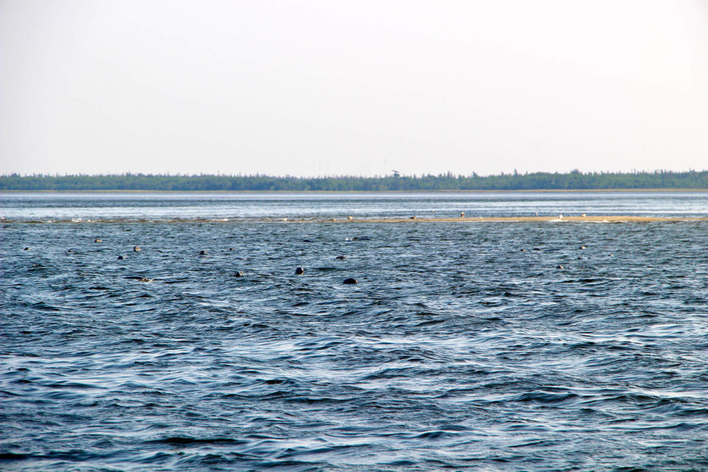 phoques parc national kouchibouguac