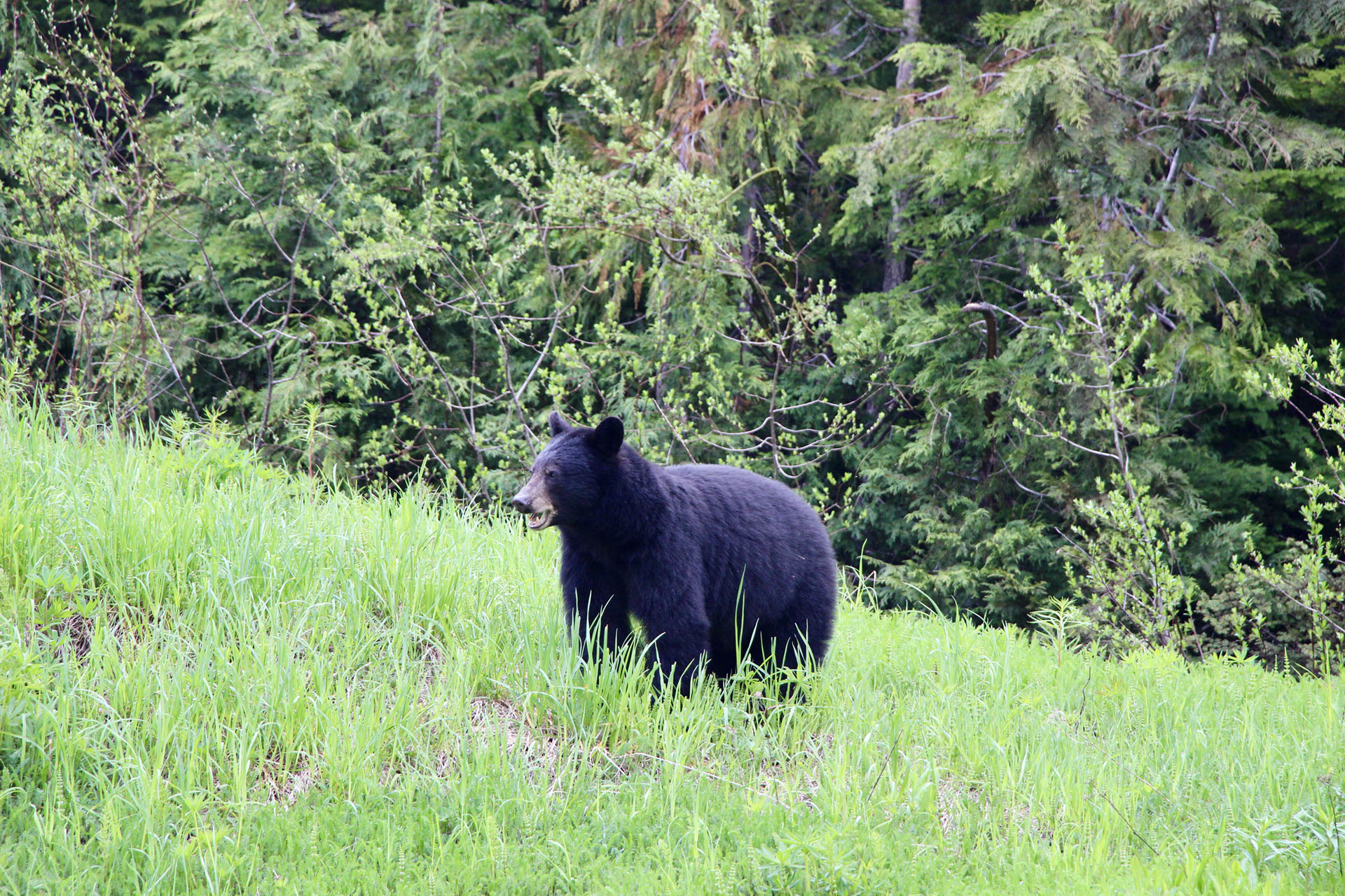 ours noir Whistler