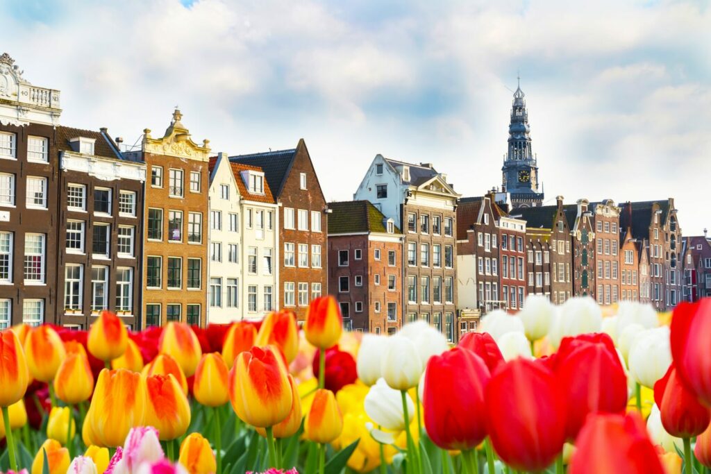 amsterdam tulipes