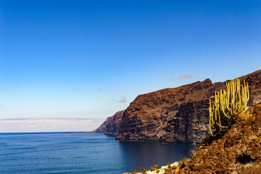 tenerife canaries