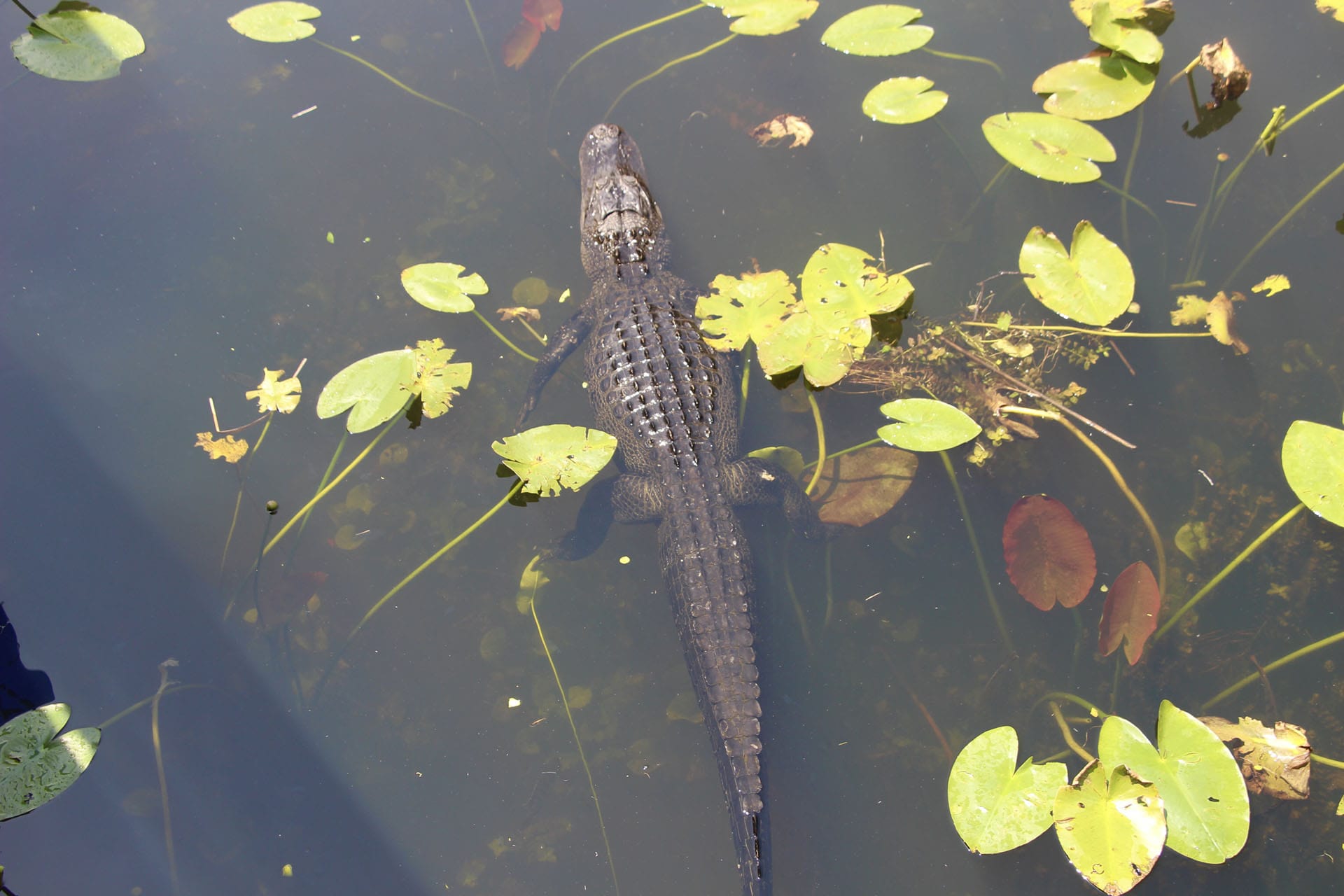 alligator board walk Anhinga Trail everglades