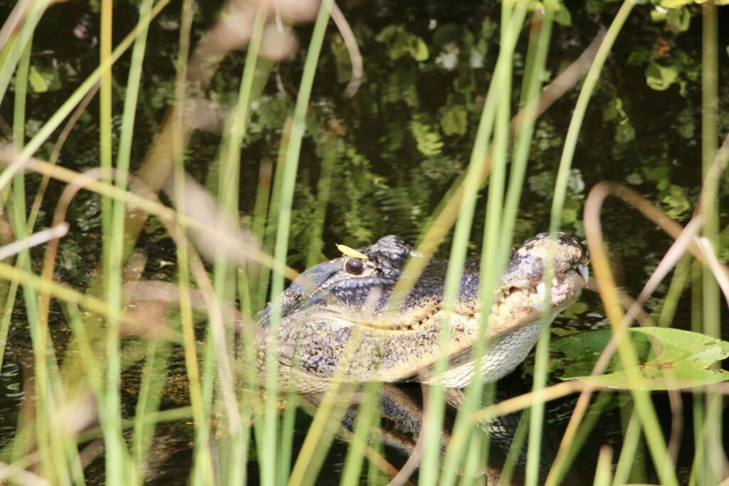 shark valley everglades