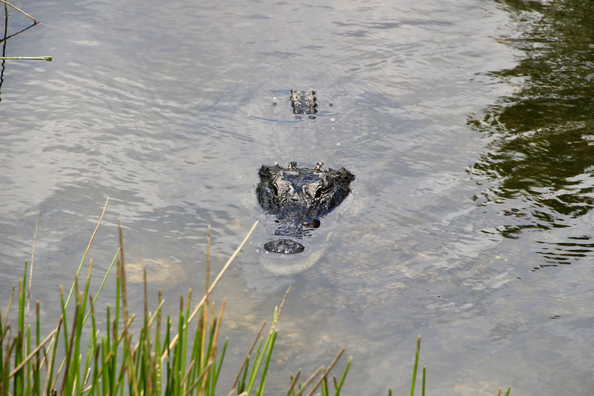 Loop Road Scenic Drive Everglades