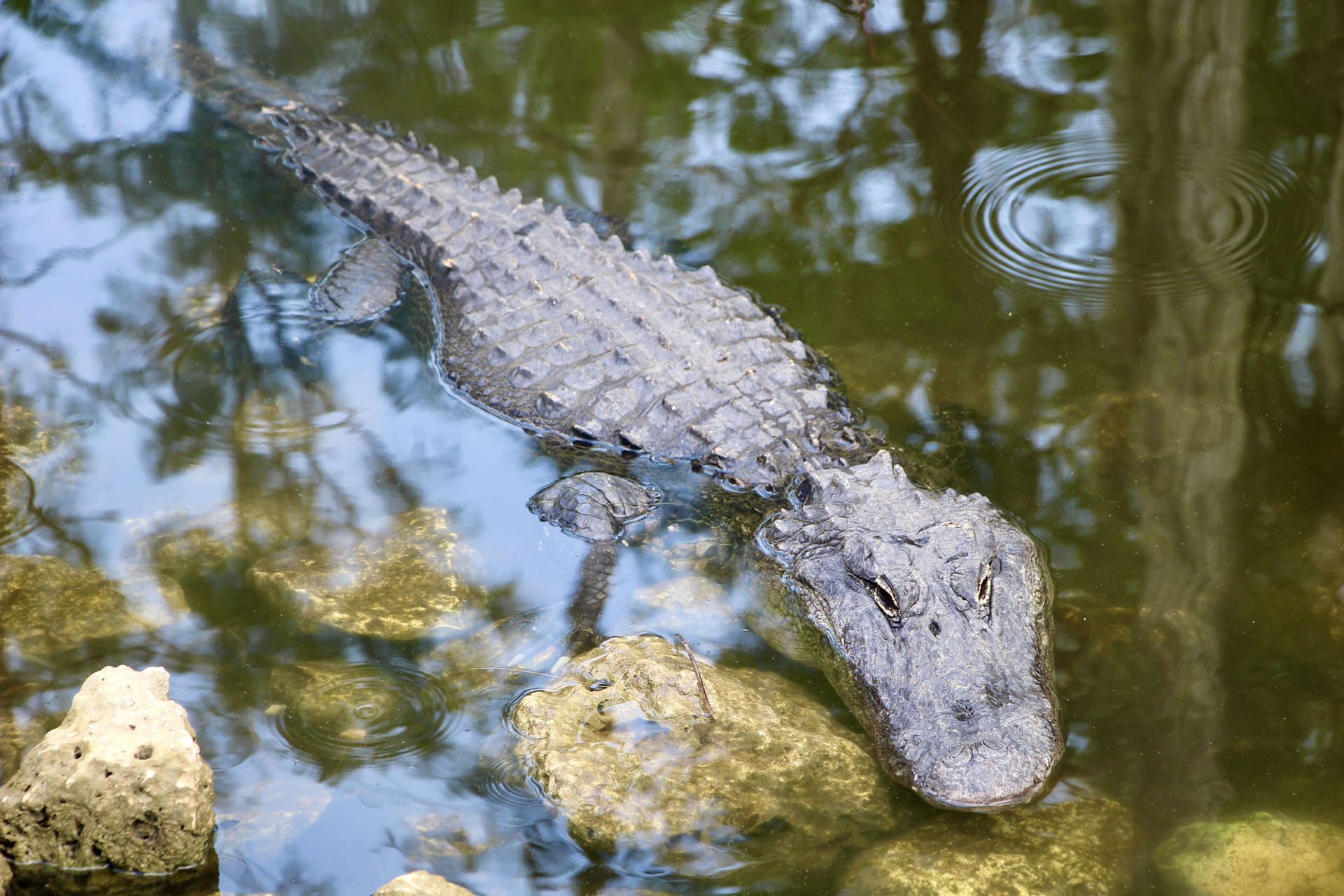 Loop Road Scenic Drive en voiture Everglades