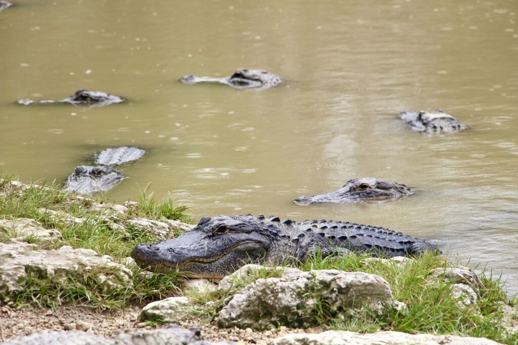 alligators floride