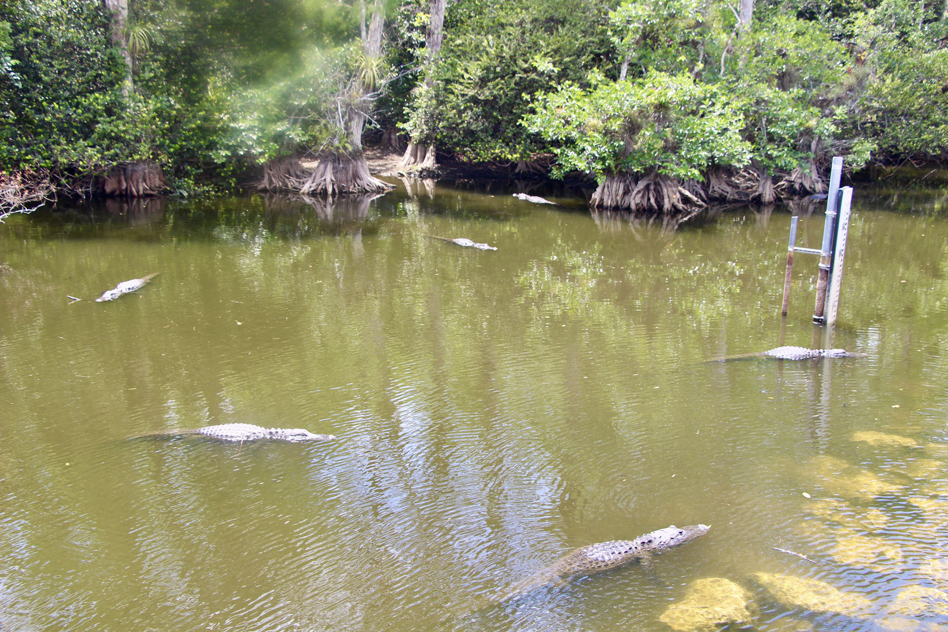 Loop Road Scenic Drive Everglades