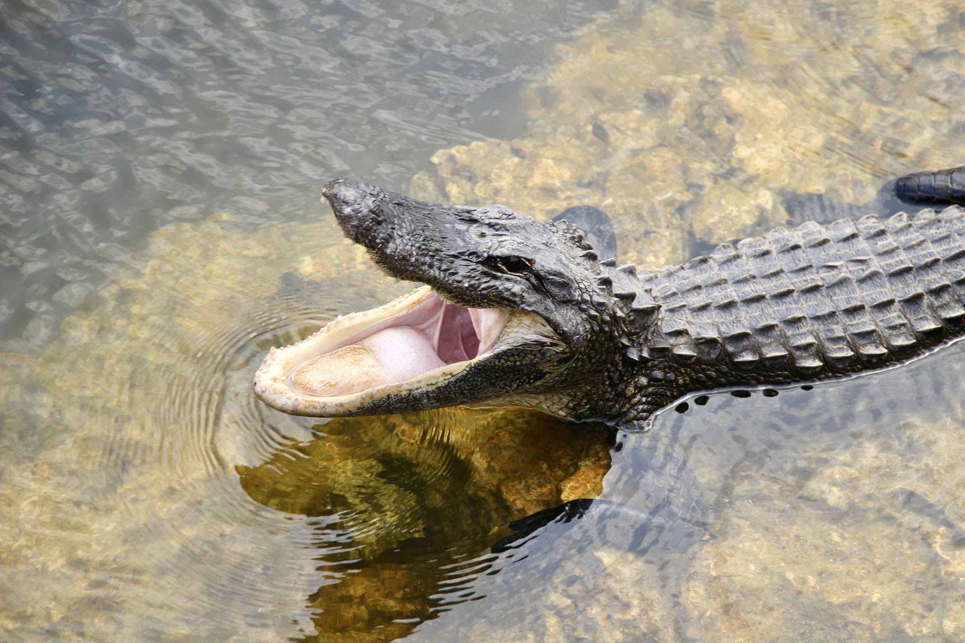 Big Cypress Oasis Visitor Center Everglades