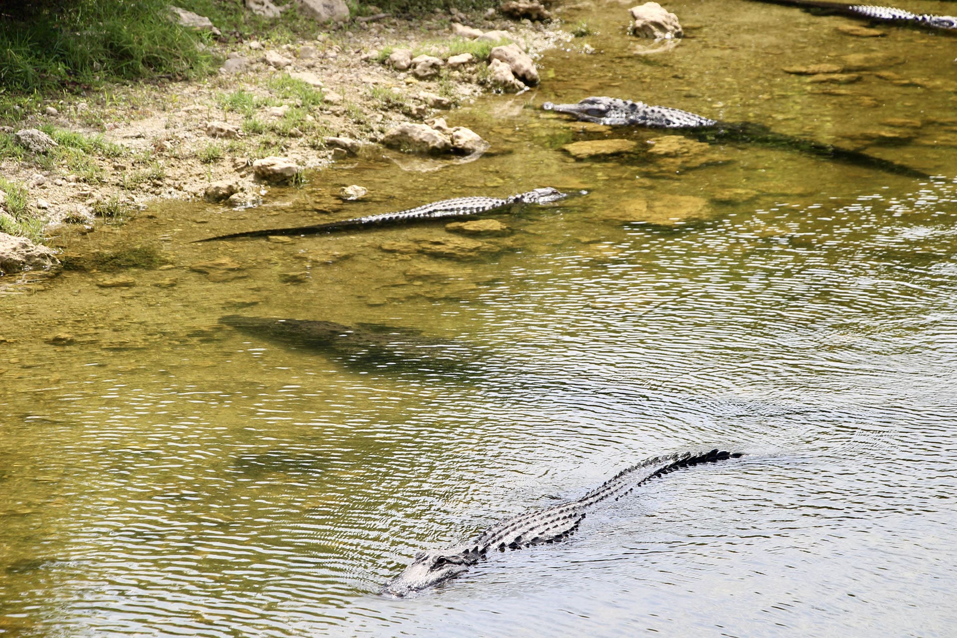 Big Cypress Oasis Visitor Center Everglades