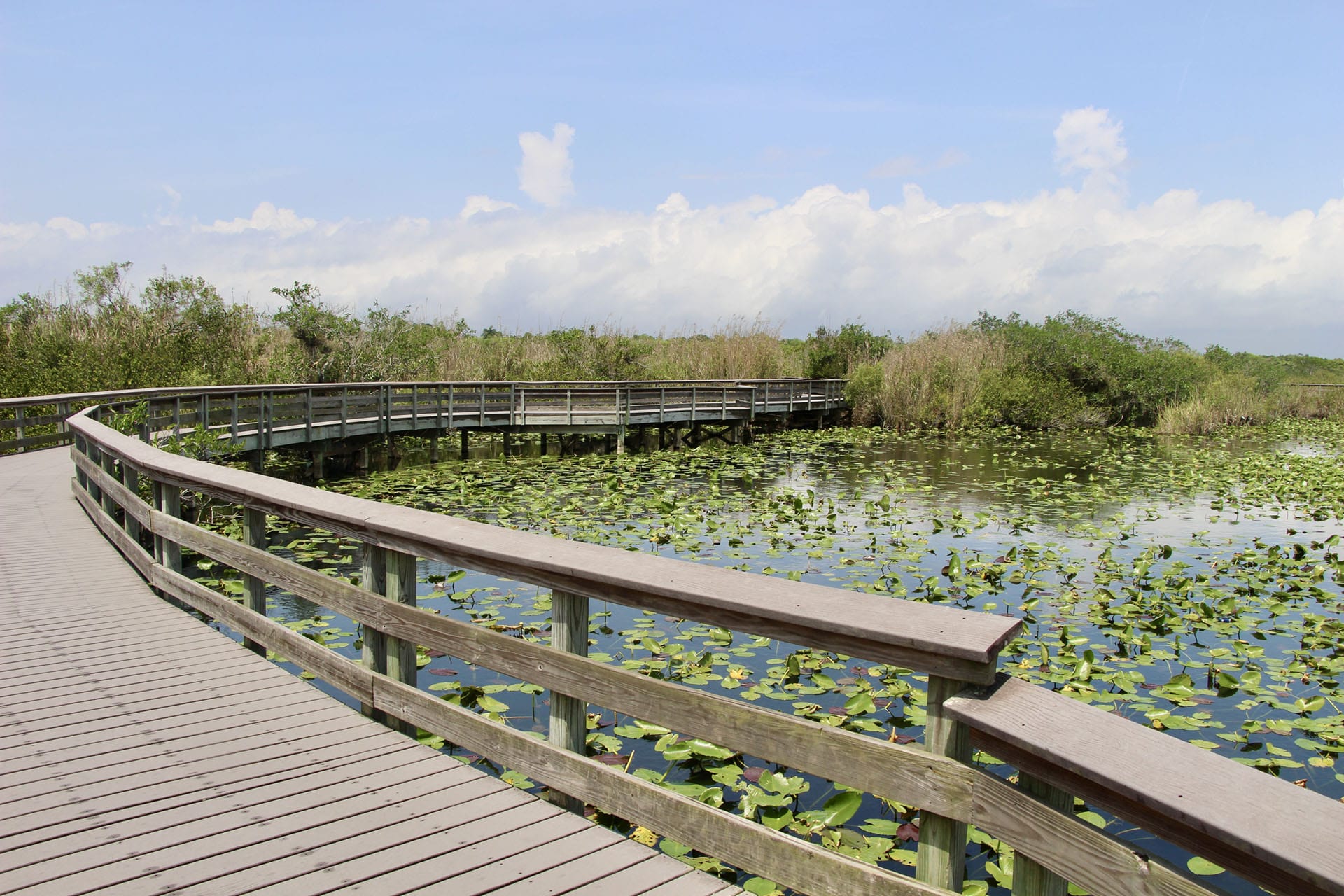 Anhinga Trail Everglades Park