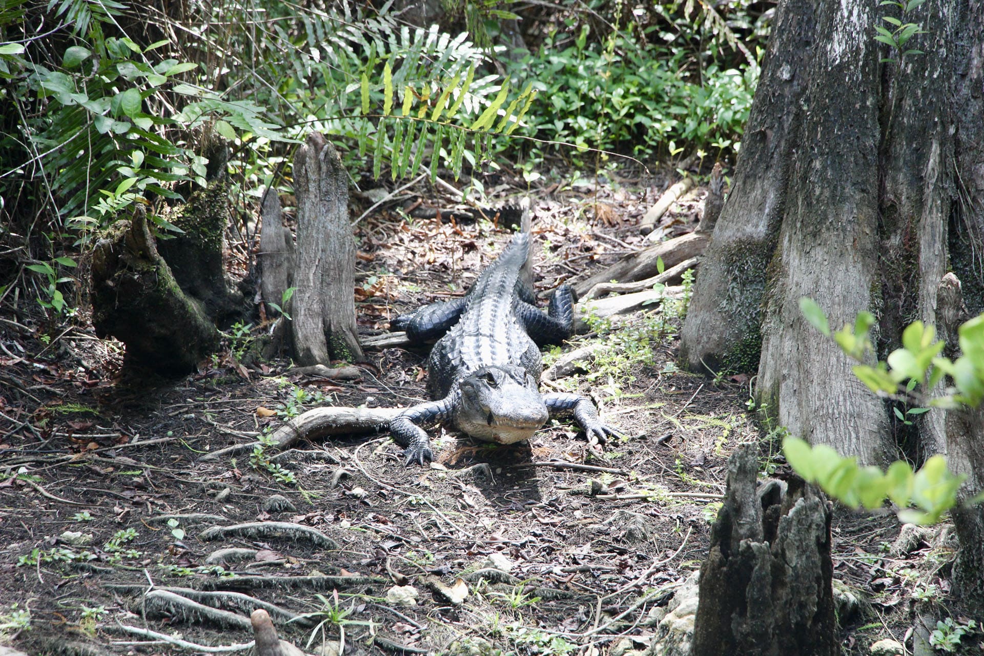 Loop Road Scenic Drive Everglades