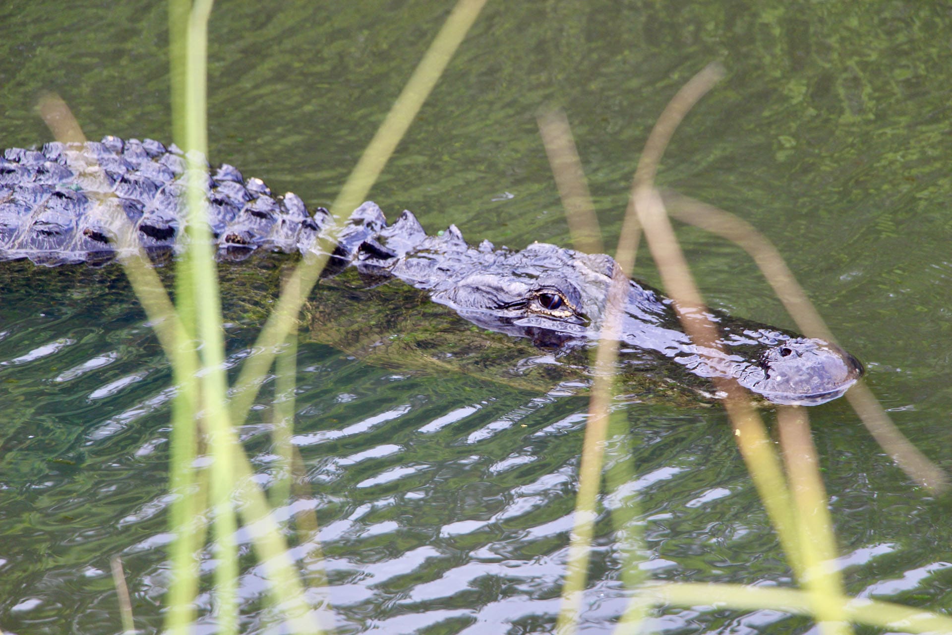 shark valley everglades