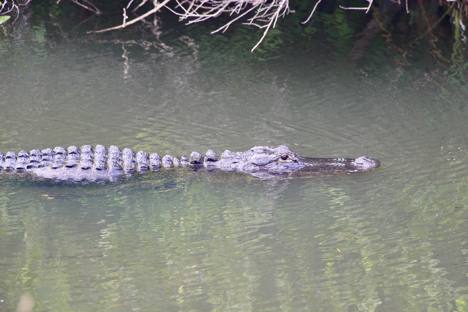 shark valley everglades