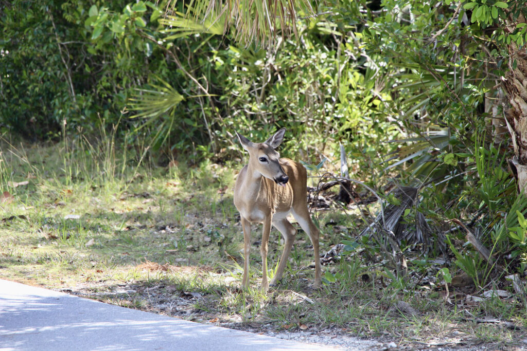 Cerf - Keys - Floride