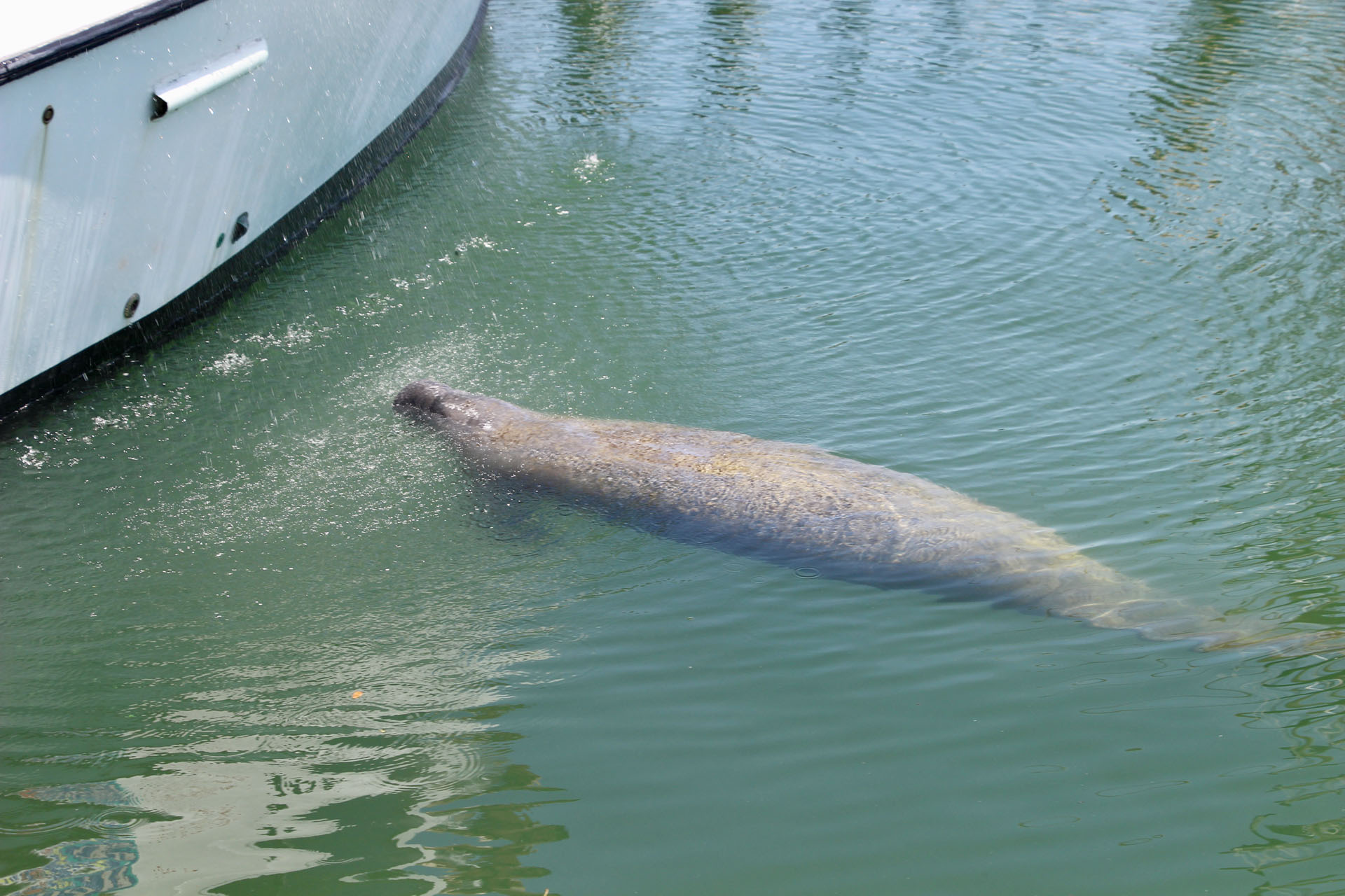 Lamantin - Keys - Floride