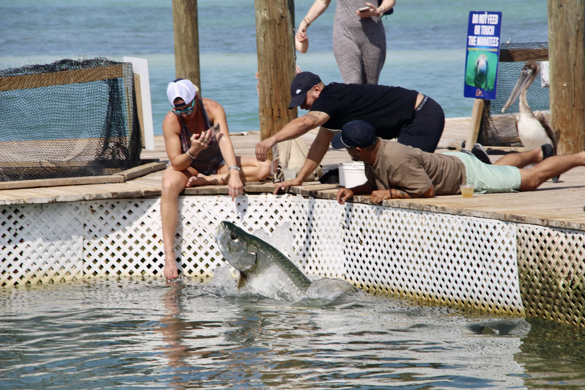 Tarpons - Robbie's marina - - Keys - Floride