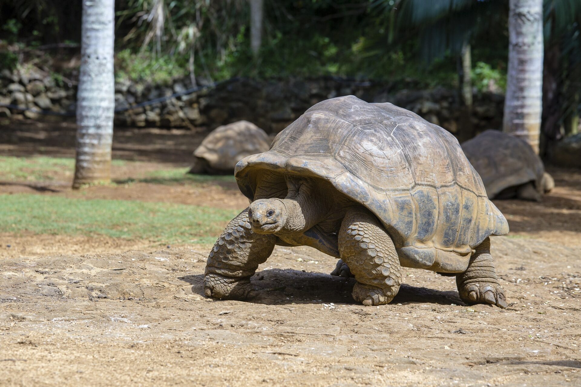 tortue geante ile maurice