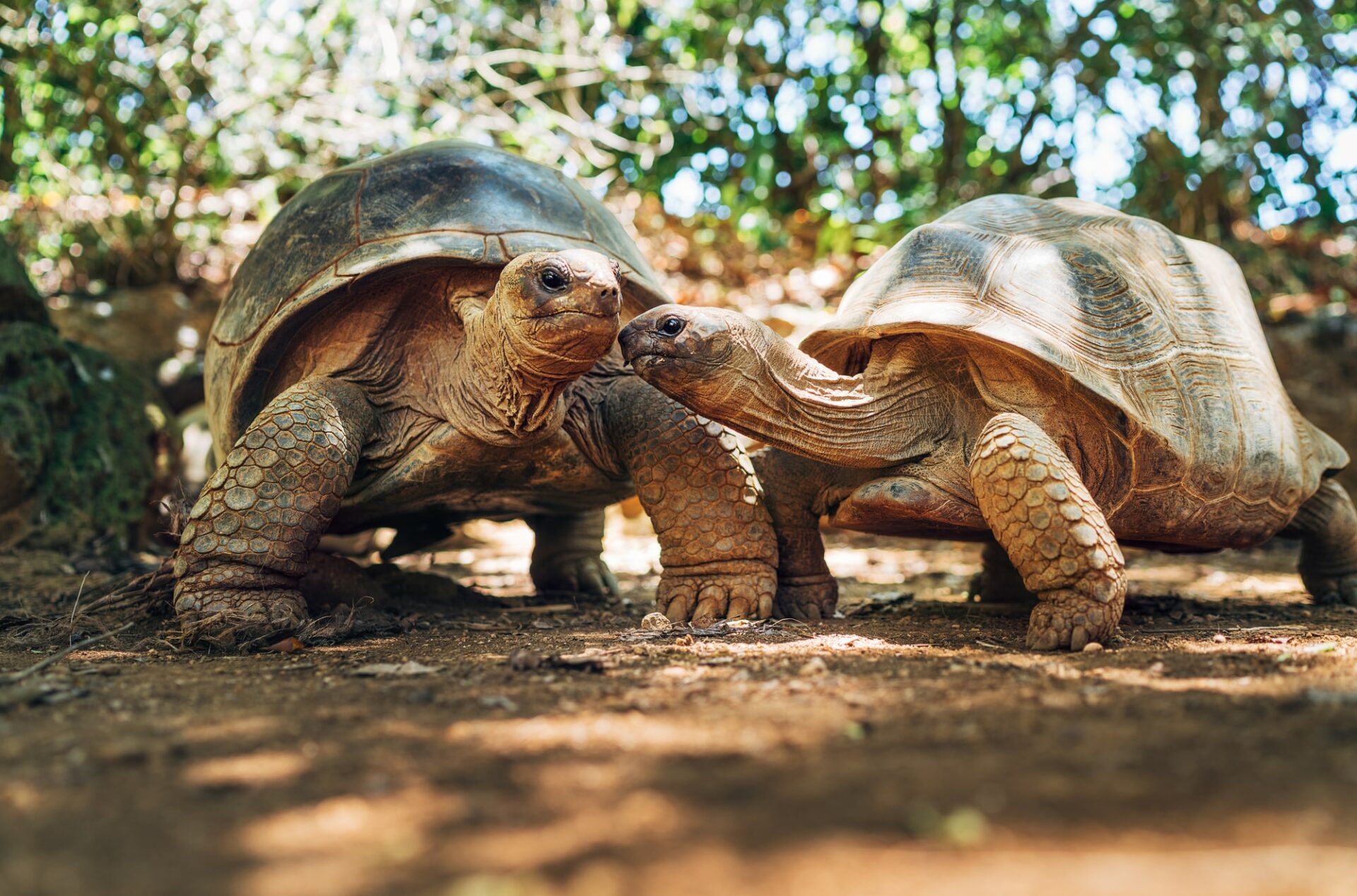 tortues geantes ile maurice